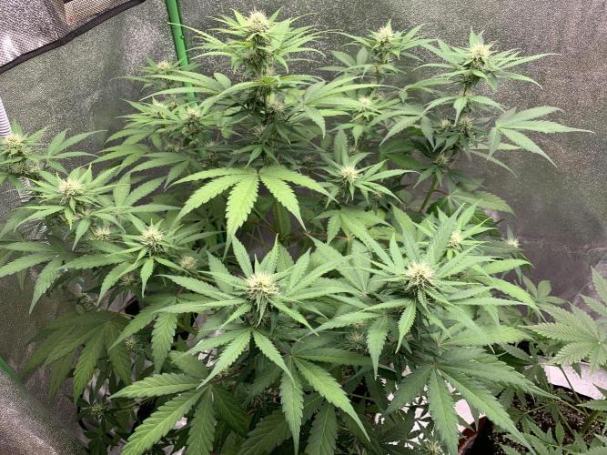 3 BEARS OG. Week 6 - 18/3/26