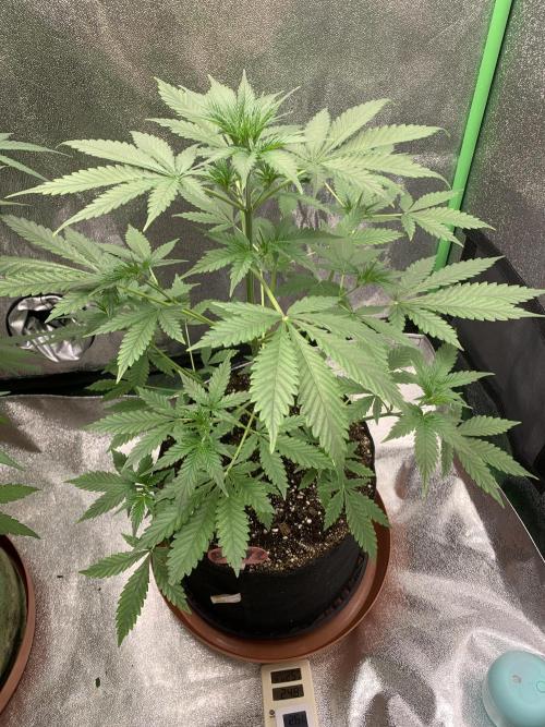 BIG DEVIL#2. Week 5 - 19/3/26