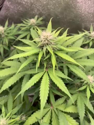 3 BEARS OG