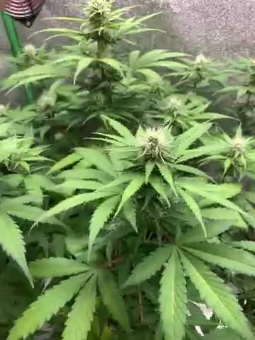 3 BEARS OG