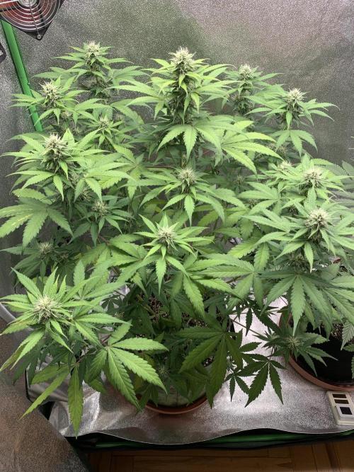 TSL2000 300W LED. Week 7