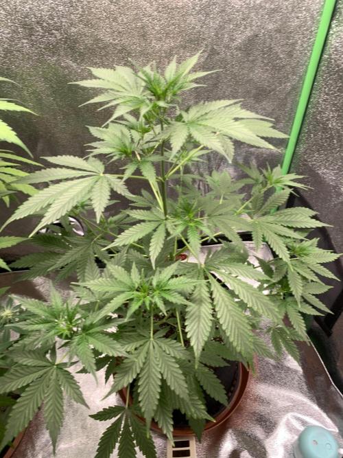 BIG DEVIL#2. Week 5 - 22/3/26
