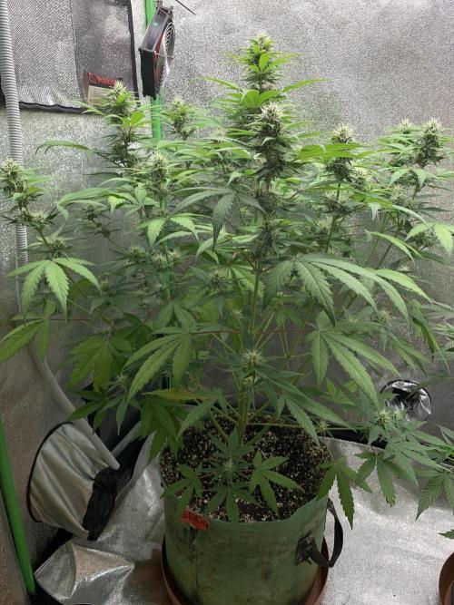TSL2000 300W LED. Week 7