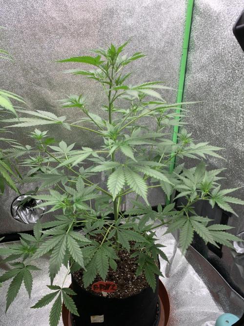 BIG DEVIL#2. Week 5 - 23/3/26