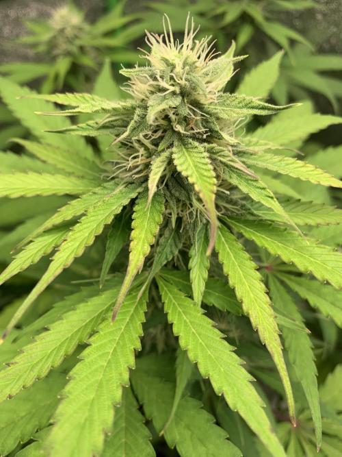 TSL2000 300W LED. Week 7