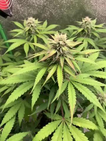 3 BEARS OG