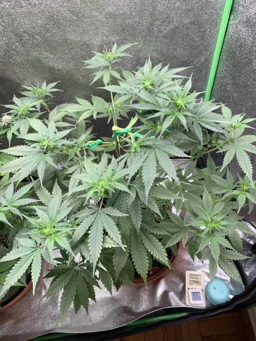 BIG DEVIL#2. Week 6 - 27/3/26