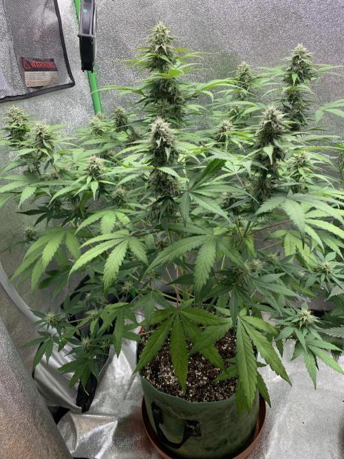 TSL2000 300W LED. Week 8