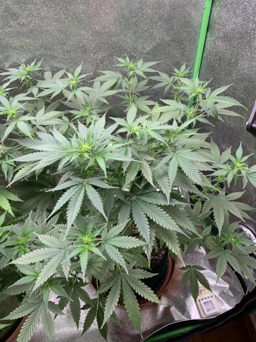 BIG DEVIL#2. Week 6 - 28/3/26