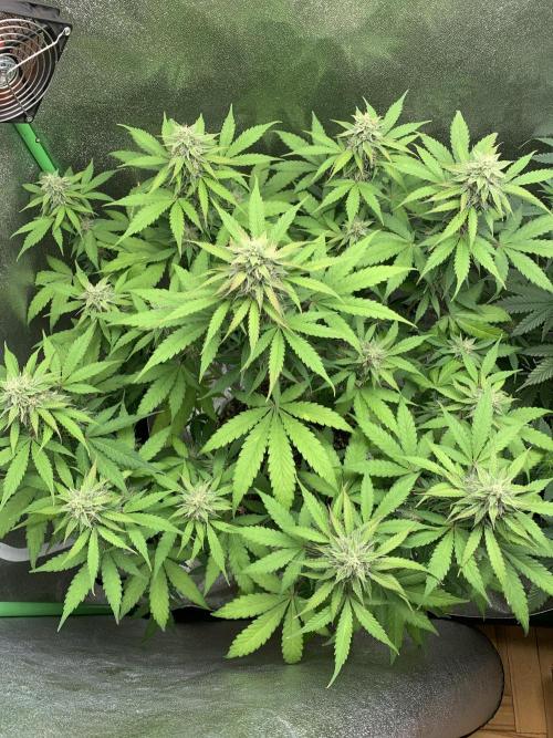 TSL2000 300W LED. Week 8