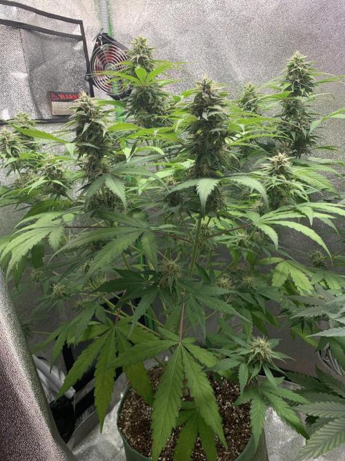 TSL2000 300W LED. Week 8