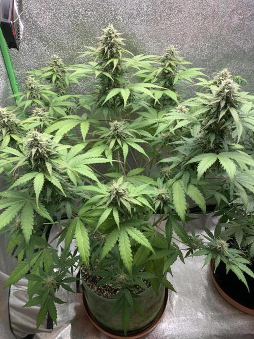 TSL2000 300W LED. Week 8