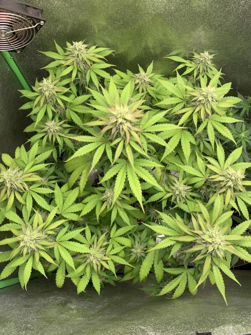 TSL2000 300W LED. Week 8