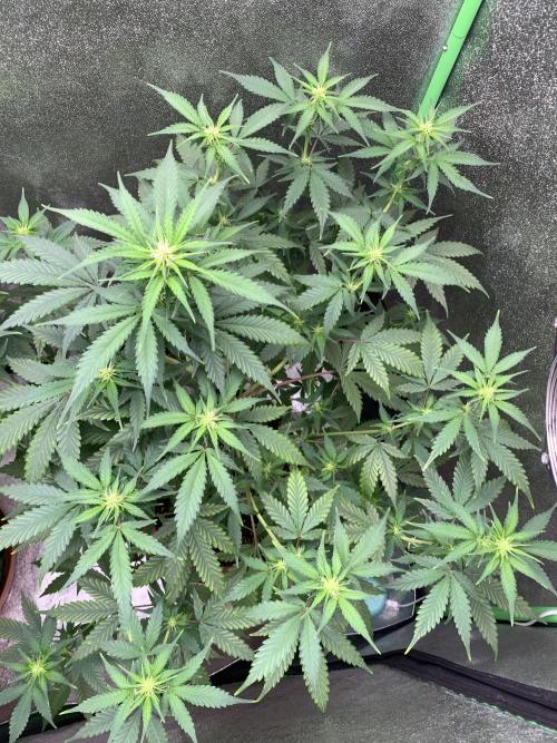 BIG DEVIL#2. Week 6 - 1/4/26