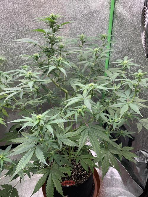 BIG DEVIL#2. Week 7 - 2/4/26