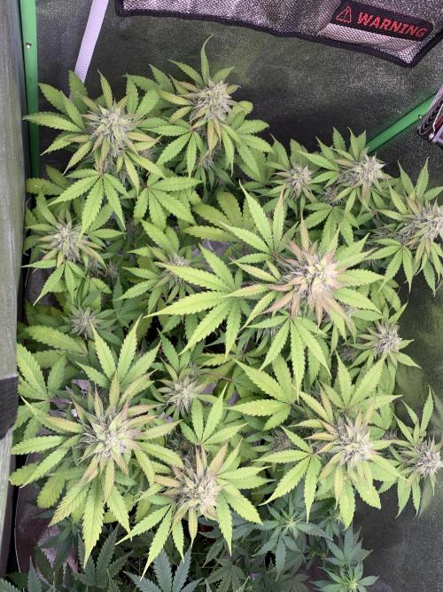 TSL2000 300W LED. Week 8