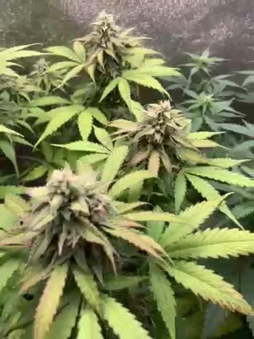 3 BEARS OG