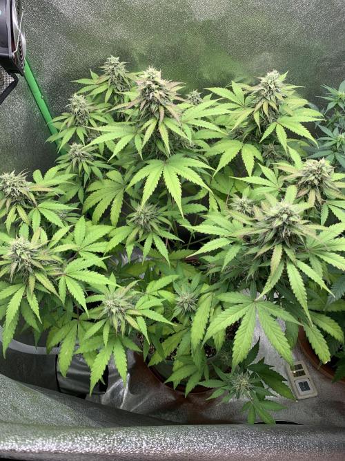 TSL2000 300W LED. Week 9