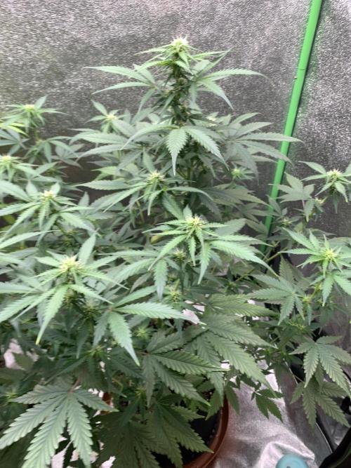 BIG DEVIL#2. Week 7 - 4/4/26