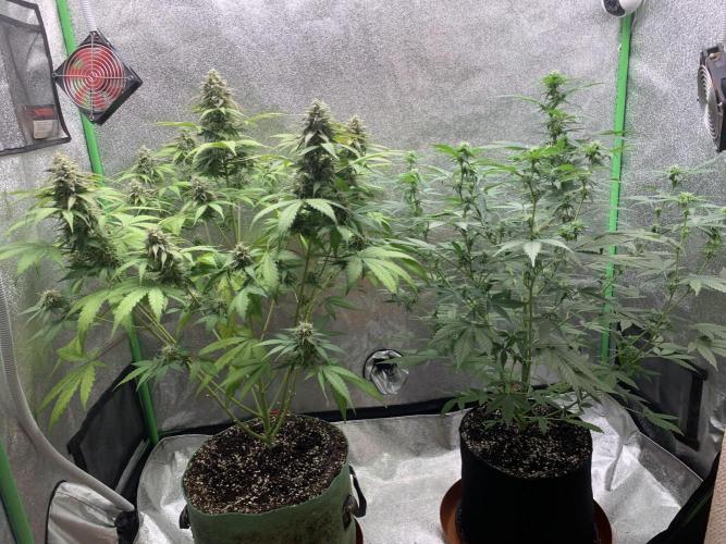 BIG DEVIL#2. Week 7 - 4/4/26