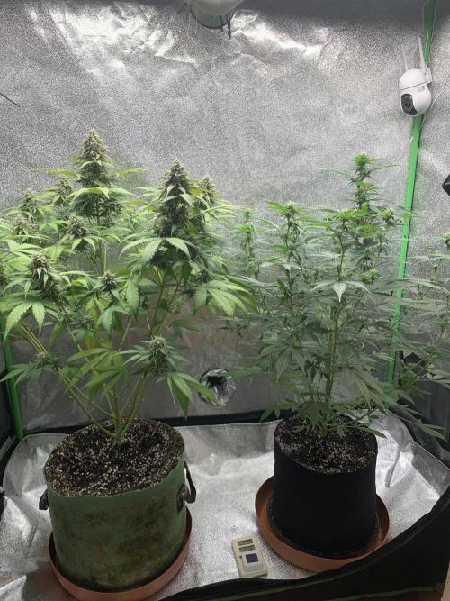 TSL2000 300W LED. Week 9
