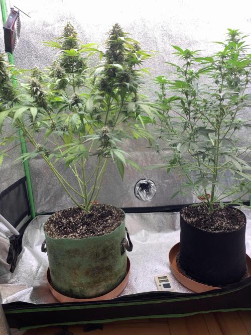 TSL2000 300W LED. Week 9
