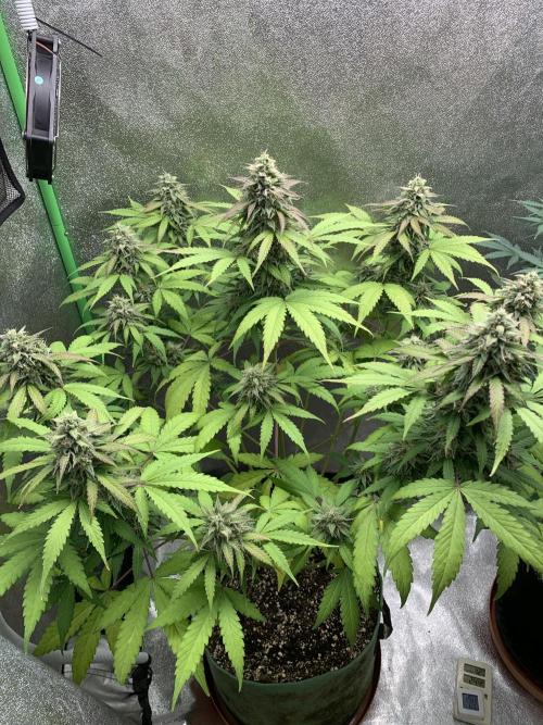 TSL2000 300W LED. Week 9