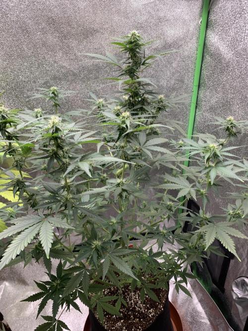 BIG DEVIL#2. Week 7 - 6/4/26