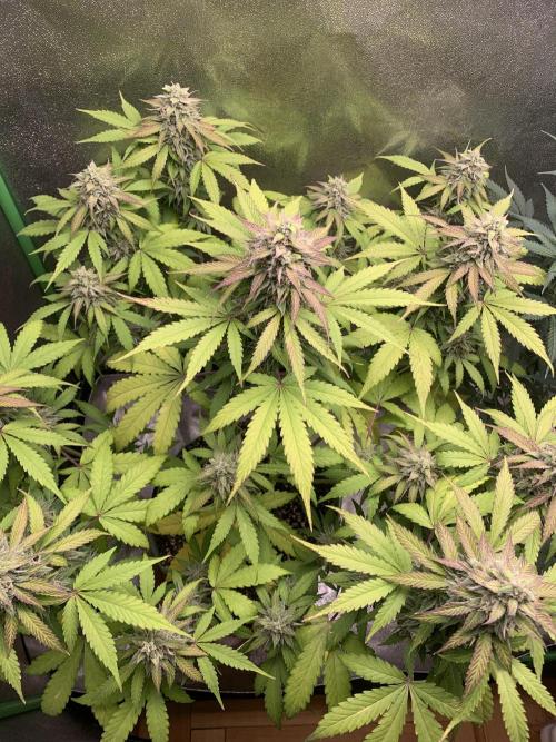 TSL2000 300W LED. Week 9