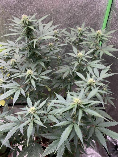 BIG DEVIL#2. Week 7 - 8/4/26