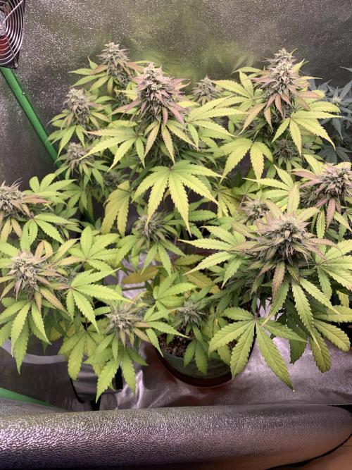 TSL2000 300W LED. Week 9