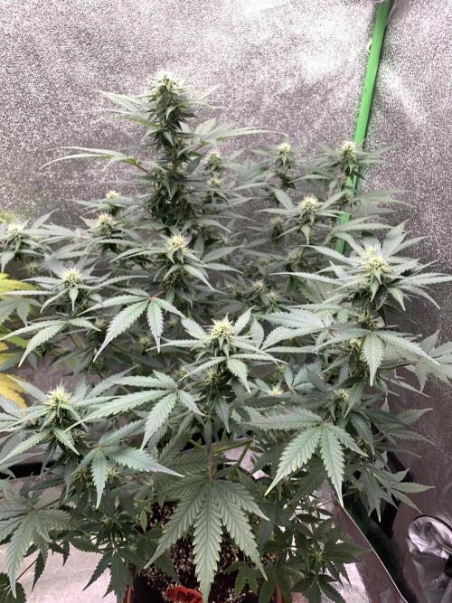BIG DEVIL#2. Week 8 - 9/4/26