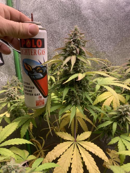 3 BEARS OG. Week 10