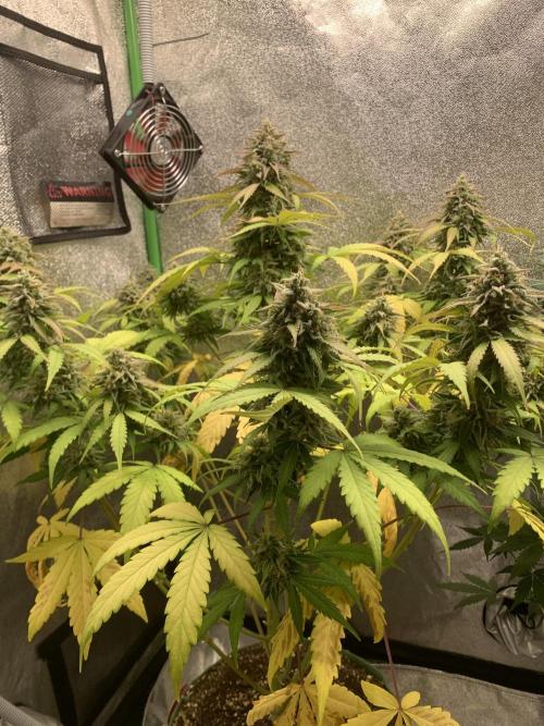 3 BEARS OG. Week 10