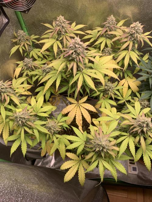 3 BEARS OG. Week 10
