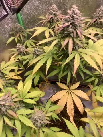 3 BEARS OG