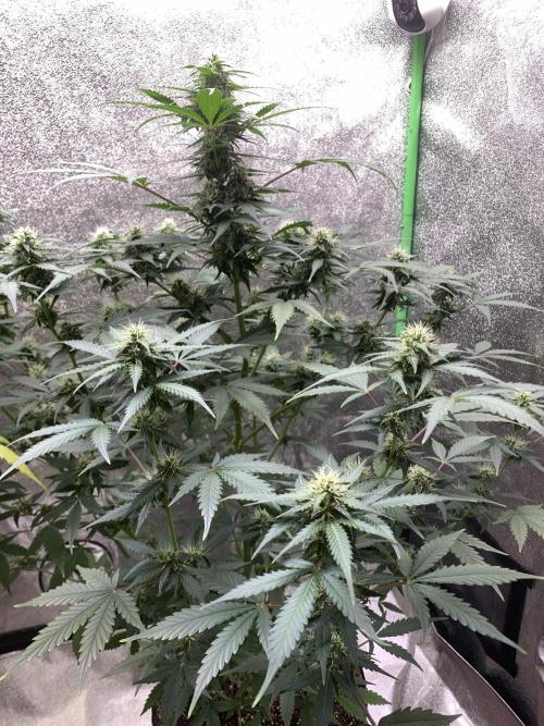 BIG DEVIL#2. Week 8 - 11/4/26