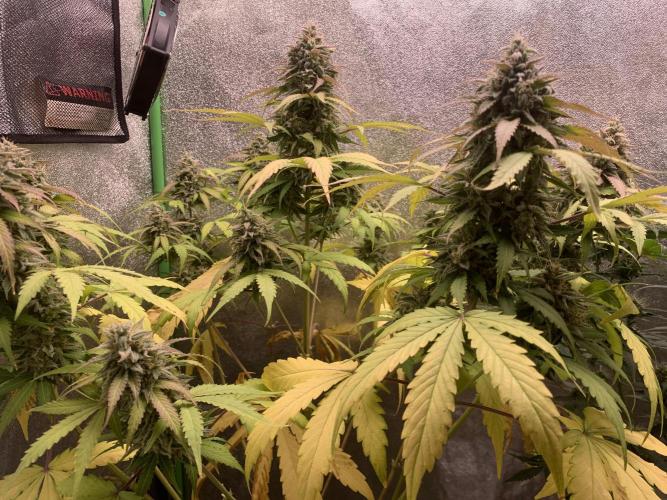 TSL2000 300W LED. Week 10