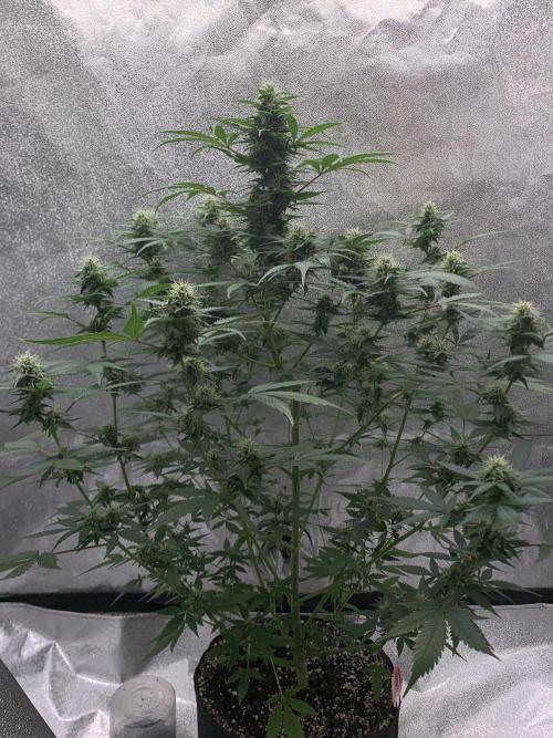 BIG DEVIL#2. Week 8 - 14/4/26