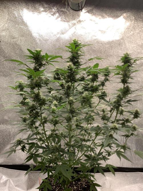 BIG DEVIL#2. Week 8 - 15/4/26