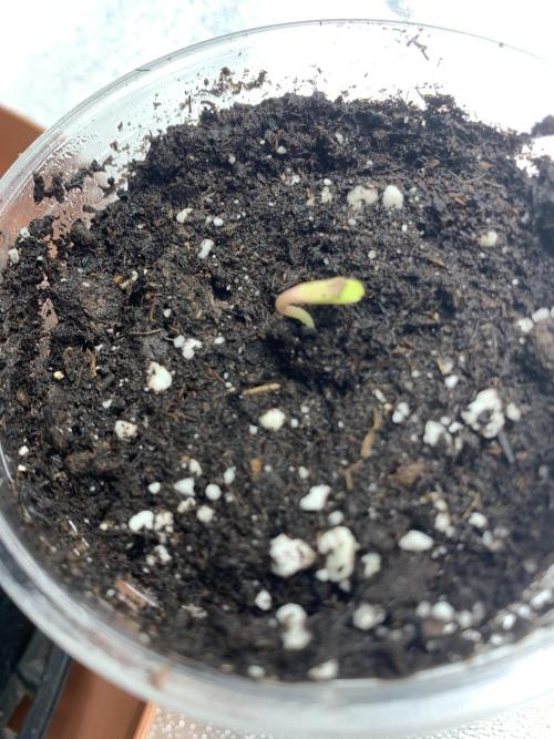 Jelly donutZ fem. Week 0 - 16/4/26