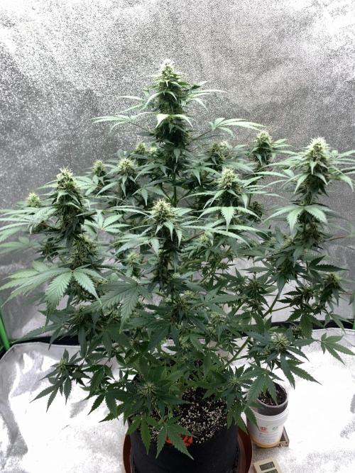 BIG DEVIL#2. Week 9 - 18/4