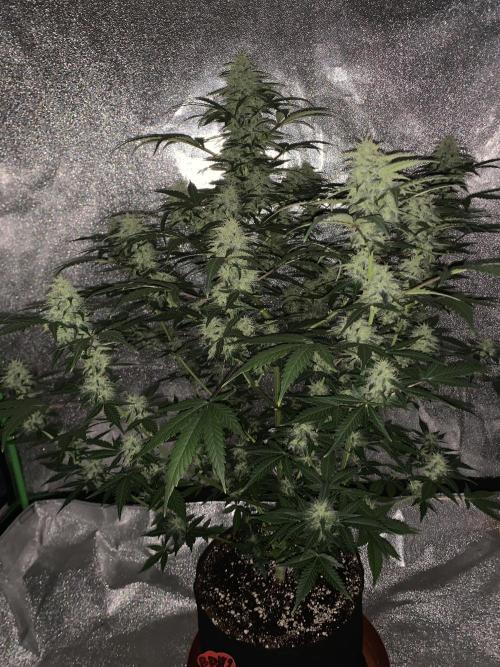Grow Tent 120x60x150cm (4'x2'x5'). Week 9