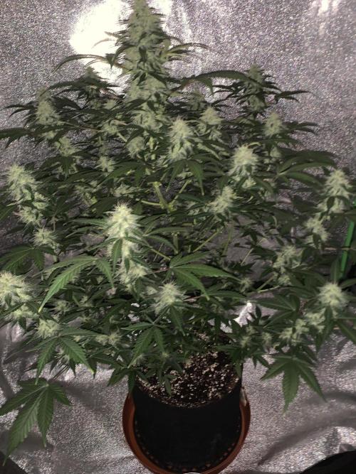 BIG DEVIL#2. Week 9 - 19/4/26