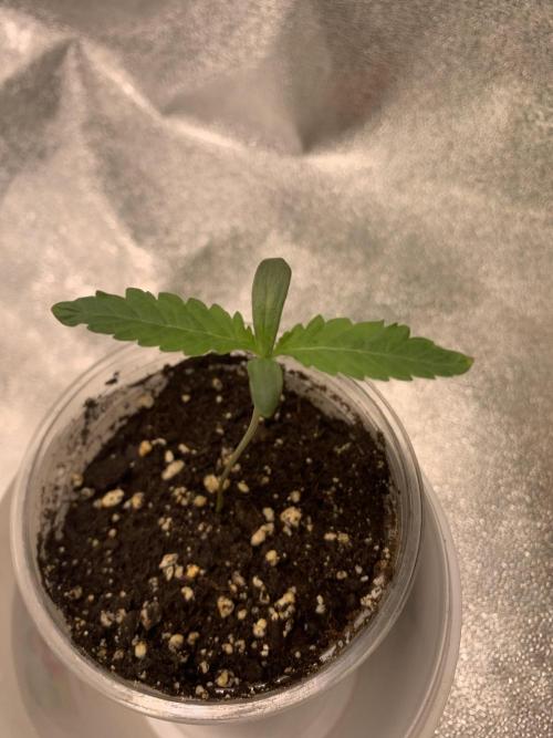 Jelly donutZ fem. Week 1 - 21/4/26