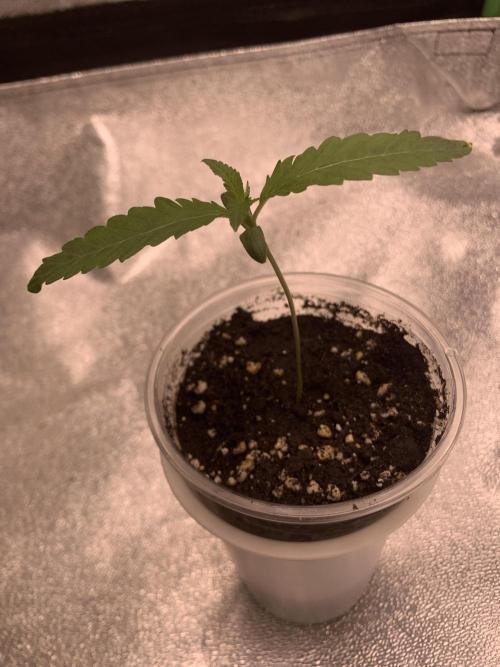 Jelly donutZ fem. Week 2 - 23/4/26