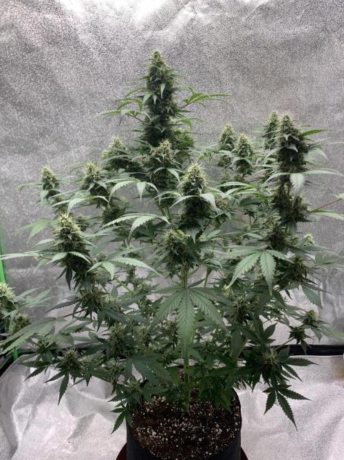 BIG DEVIL#2. Week 10 - 23/4/26