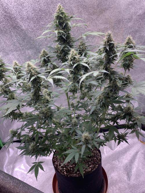 BIG DEVIL#2. Week 10 - 24/4/26