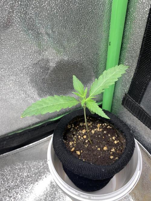 Jelly donutZ fem. Week 2 - 24/4/26
