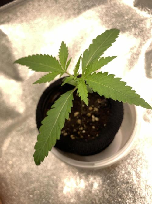 Jelly donutZ fem. Week 2 - 26/4/26